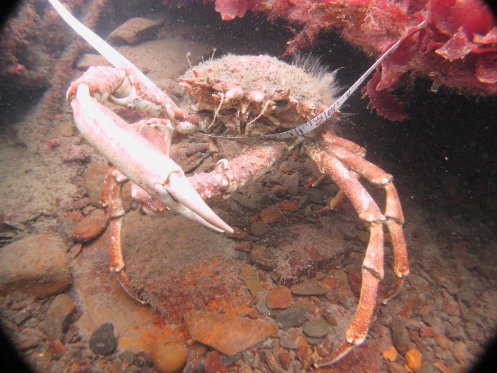 Fauna & Flora found on the site